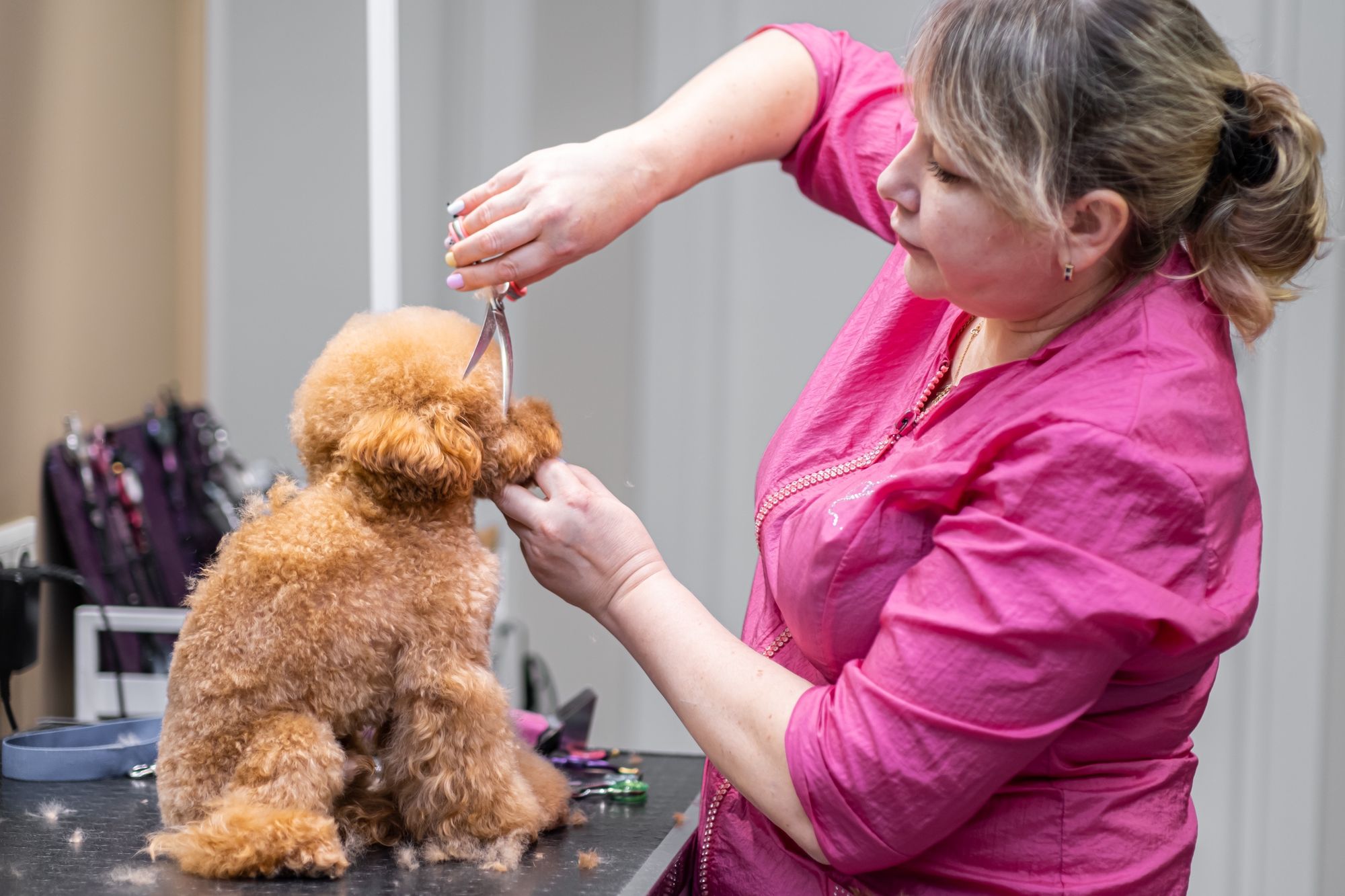 A wall of happy client dogs, freshly groomed.