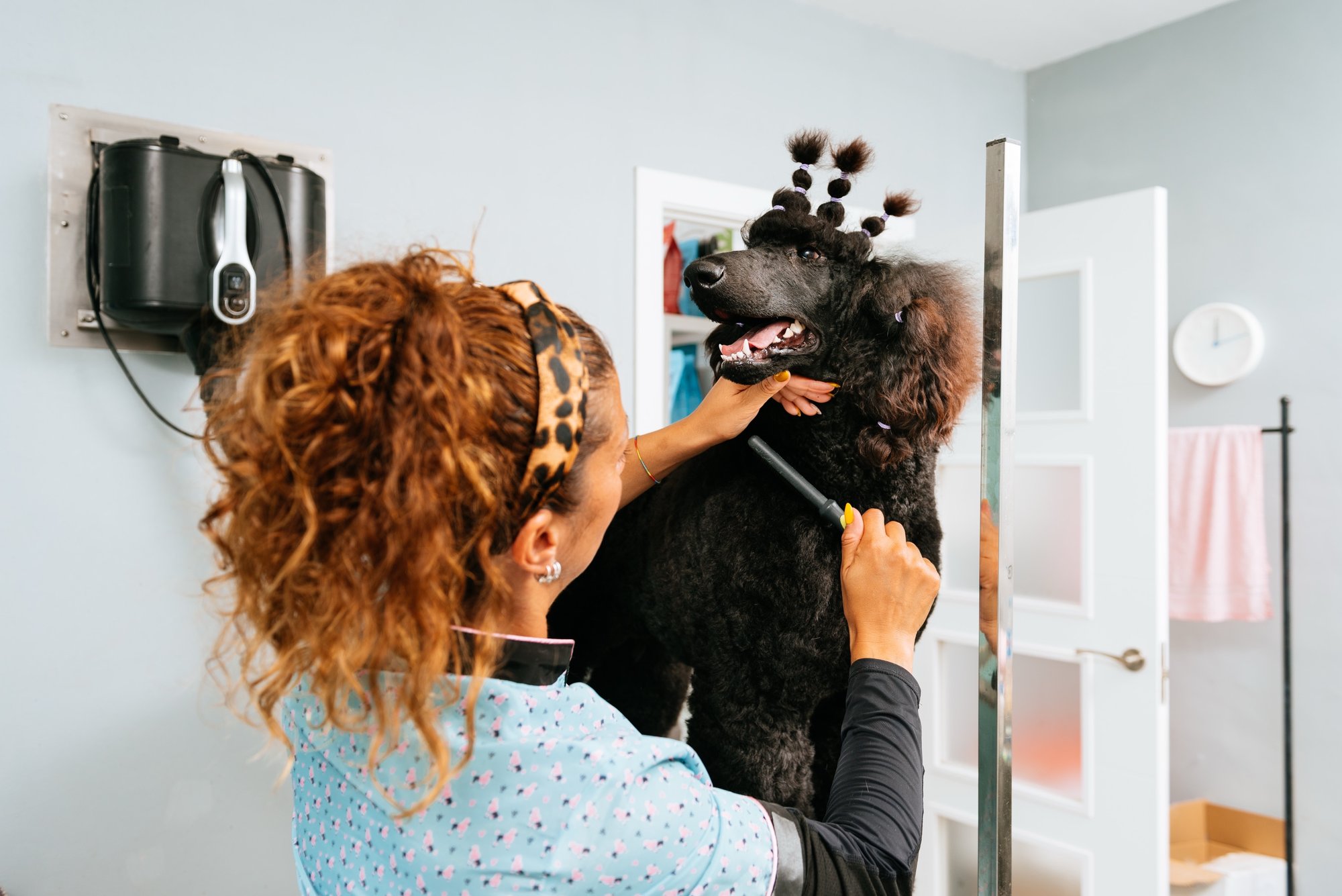 A wall of happy client dogs, freshly groomed.