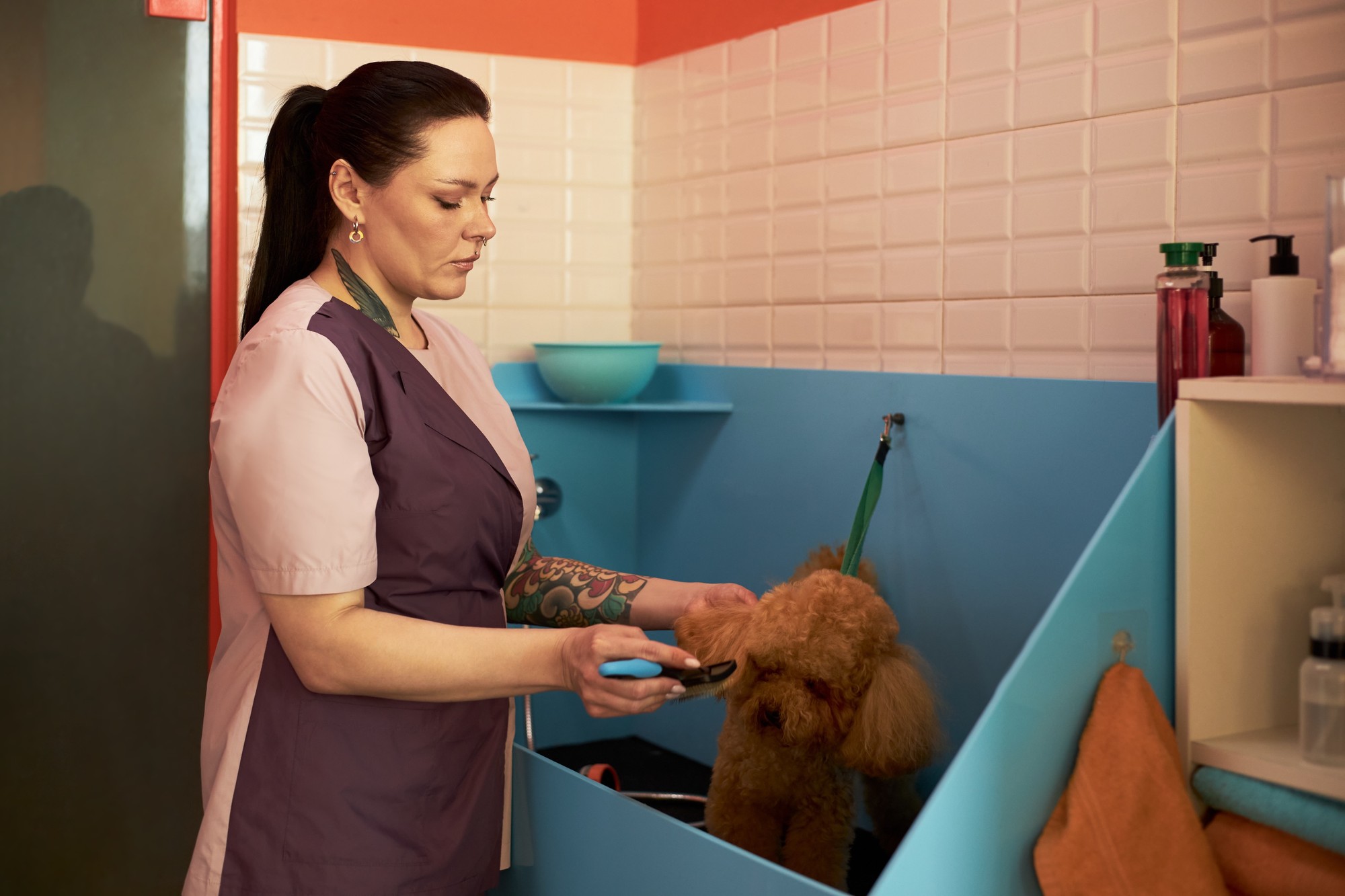 A wall of happy client dogs, freshly groomed.