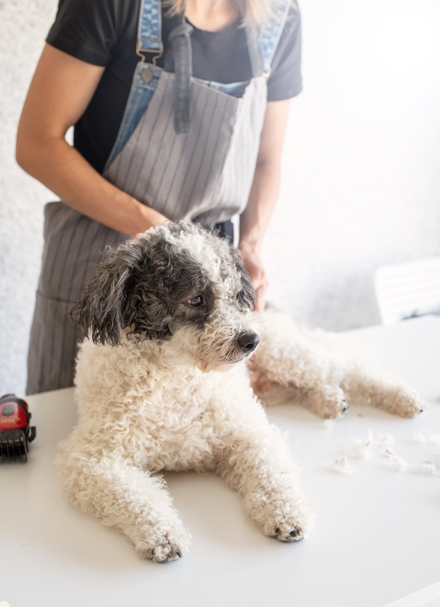 A freshly groomed dog on the table, bandana on, tail mid-wag.